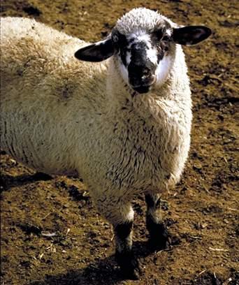 Medium-wool fleece should be evaluated for presence of any black fiber
