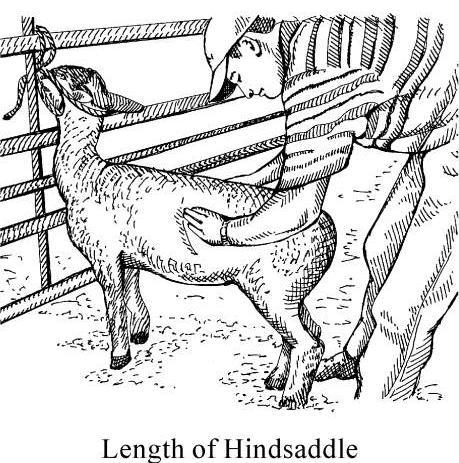 When measuring the hindsaddle, check the