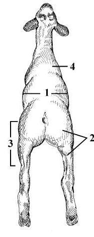 A muscular and correctly finished lamb: 1. Large framed 2. Long-sided 3. Long hindsaddle 4. Deep, muscular leg 5.
