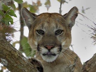 FLORIDA PANTHER (Puma concolor coryi) RESEARCH AND MONITORING IN BIG CYPRESS NATIONAL PRESERVE 2005-2006 ANNUAL REPORT submitted to U. S.