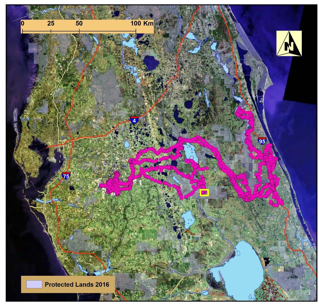 Figure 2. Locations for male Florida panther FP232 from 7 January to 7 October 2015. This panther was initially injured in a vehicle collision 15 April 2014 in Fort Meade, Florida.