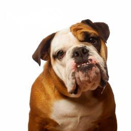 First, fostering an English Bulldog can be one of the most rewarding experiences in life. It can be challenging, too!