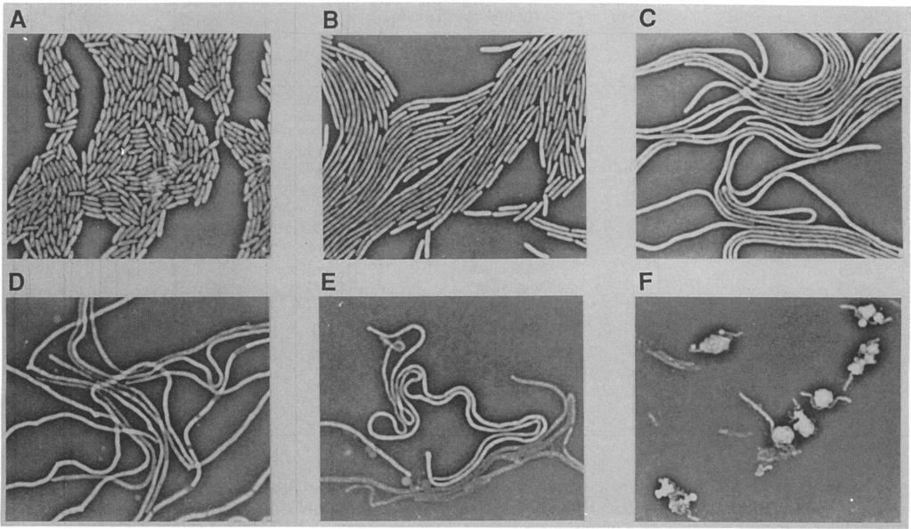 1898 HATA ET AL. ANTIMICROB. AGENTS CHEMOTHER. FIG. 2. Phase-contrast micrographs of P. aeruginosa E-2 exposed to for 3 h. Panels: A, untreated control; B, 1Lg/ml; C,,ug/ml; D, 6.