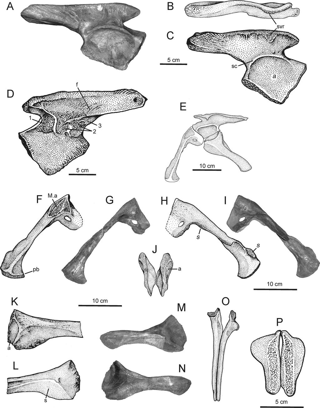 112 JOURNAL OF VERTEBRATE PALEONTOLOGY, VOL. 29, NO. 1, 2009 FIGURE 5. Pelvis of Batrachotomus kupferzellensis. A C, Lateral and dorsal views of right ilium of SMNS 80269.