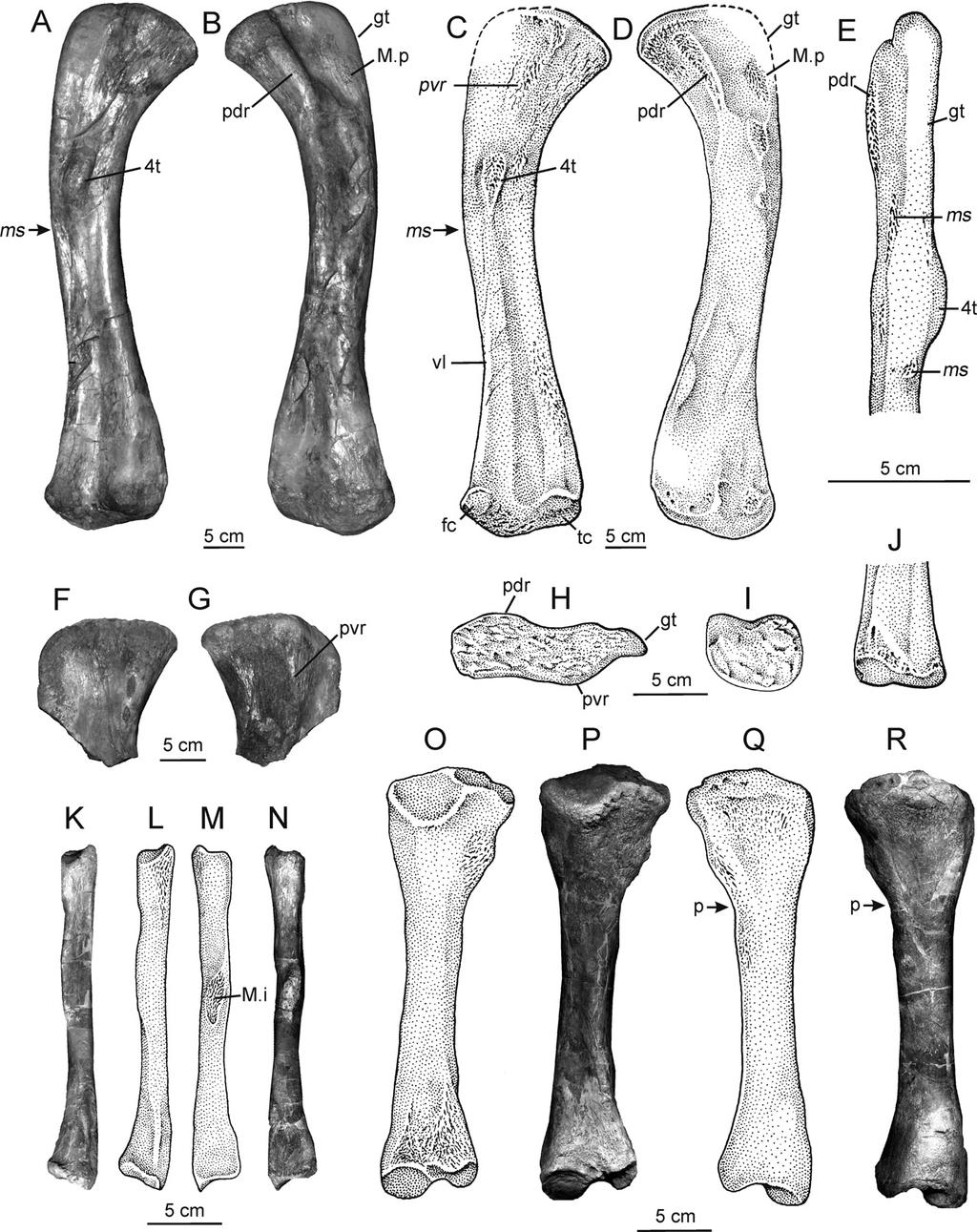 GOWER AND SCHOCH BATRACHOTOMUS POSTCRANIUM 115 FIGURE 6. Hindlimb pro- and epipodials of Batrachotomus kupferzellensis. A D, Ventral and dorsal views of left femur of SMNS 52970.
