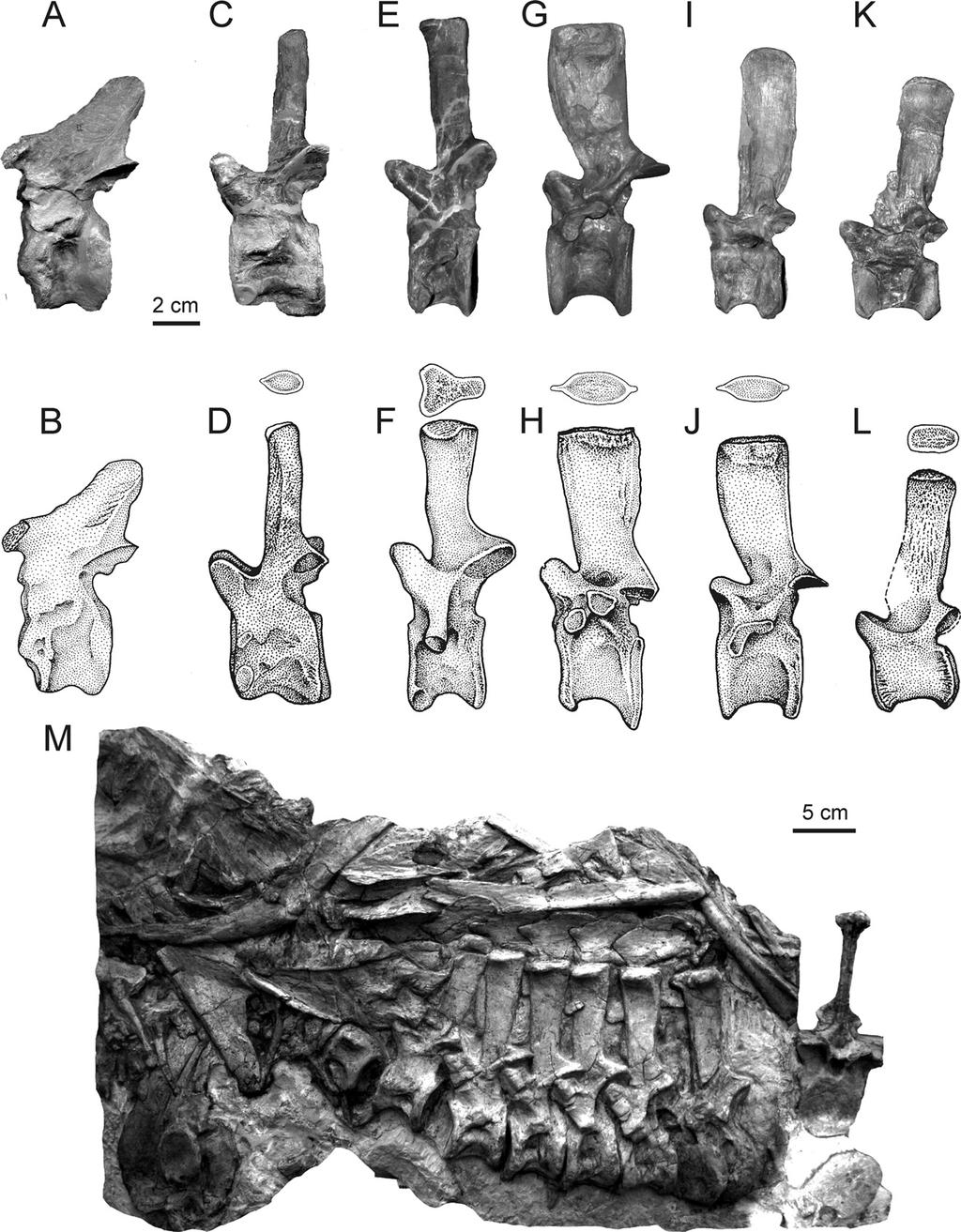 GOWER AND SCHOCH BATRACHOTOMUS POSTCRANIUM 105 FIGURE 1. Vertebrae and paramedian dorsal osteoderms of Batrachotomus kupferzellensis. A, B, Left lateral view of axis SMNS 80322.