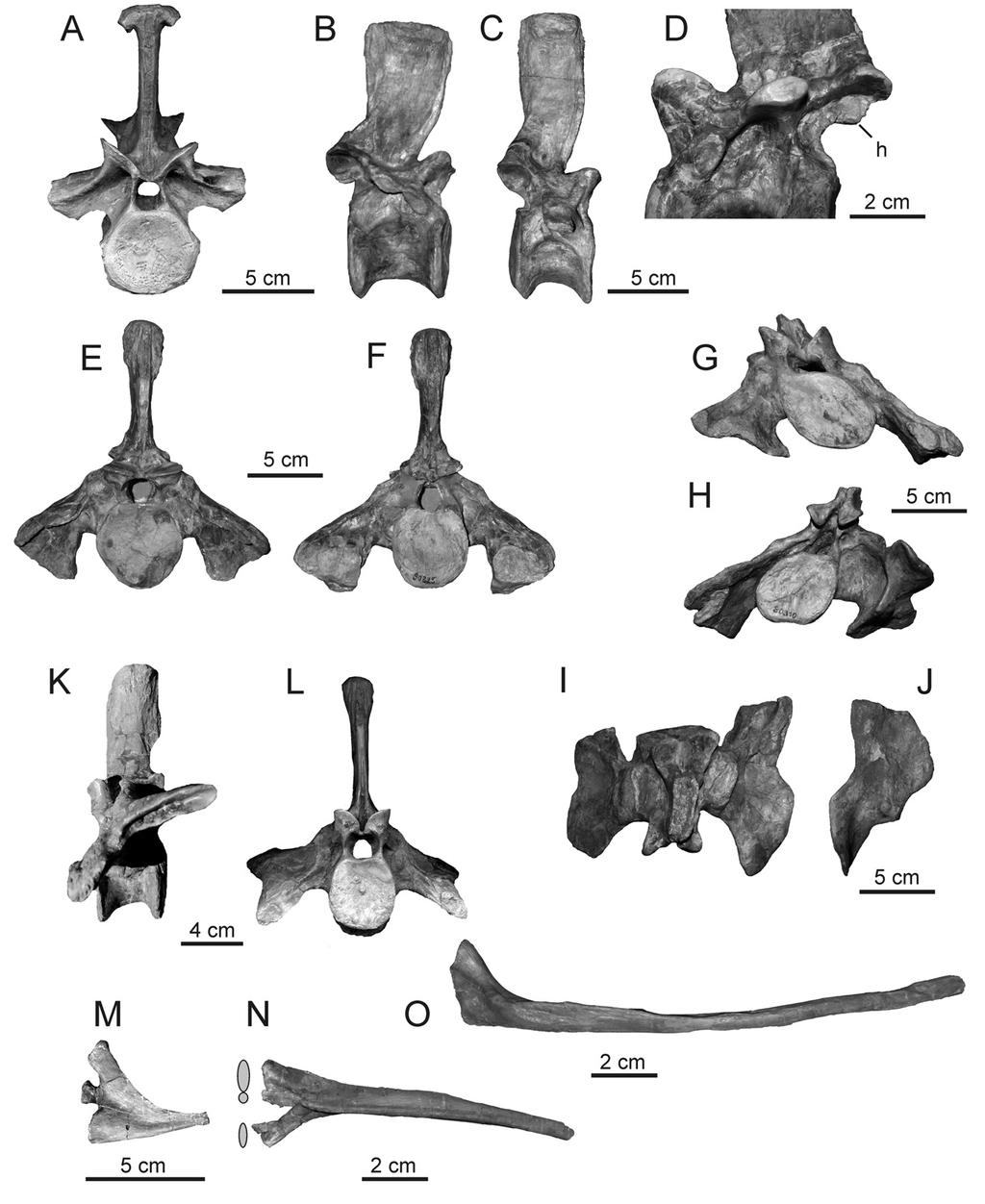 GOWER AND SCHOCH BATRACHOTOMUS POSTCRANIUM 107 FIGURE 2. Vertebrae and ribs of Batrachotomus kupferzellensis. A, Anterior view of pectoral vertebra SMNS 80294.