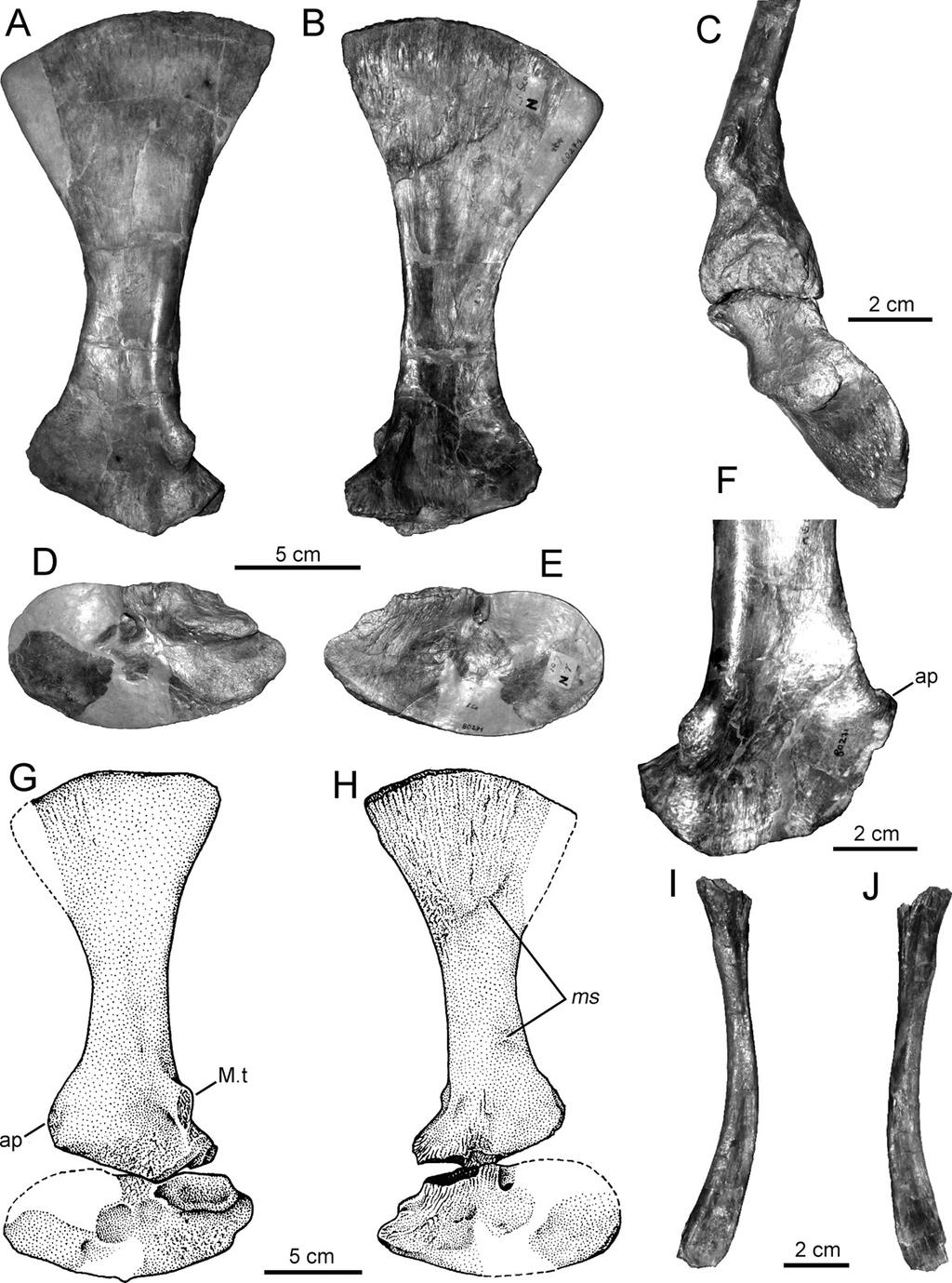 110 JOURNAL OF VERTEBRATE PALEONTOLOGY, VOL. 29, NO. 1, 2009 FIGURE 3. Pectoral girdle of Batrachotomus kupferzellensis. A, B, Lateral, medial views of left scapula.