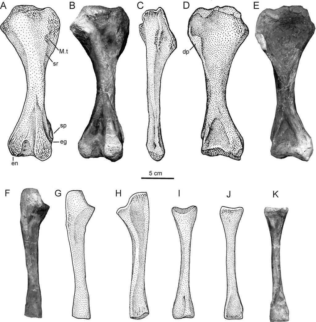 GOWER AND SCHOCH BATRACHOTOMUS POSTCRANIUM 111 FIGURE 4. Right forelimb pro- and epipodials of Batrachotomus kupferzellensis. A C, Dorsal and lateral view of humerus of SMNS 80276.