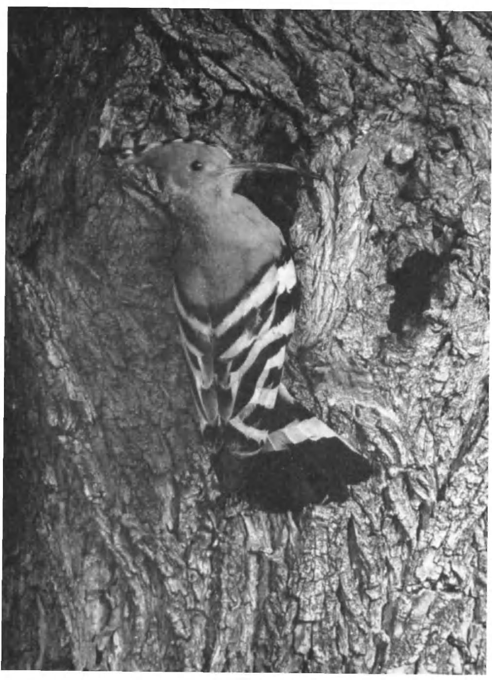 PLATE 47 ADULT HOOPOE (Upupa epops) AT NEST-HOLE CAMARGUE, SOUTH FRANCE, May 1953 Note the pattern of black-and-white barring on the wings and tail and the corresponding barring of black and buff on