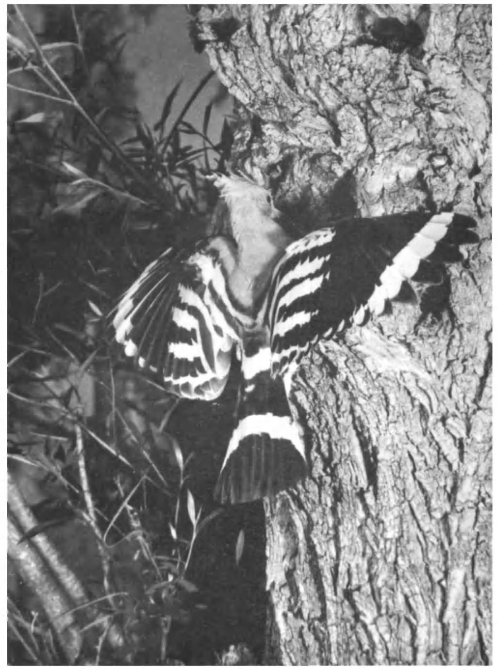 PLATE 48 C C. Doncaster ADULT HOOPOE (Upupa epops) AT NEST-HOLE CAMARGUE, SOUTH FRANCE, MAY 1953 The breadth and rounded shape of the distinctively barred wings can be seen here.
