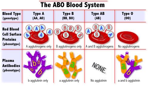 What type of blood can a person with type A receive in a