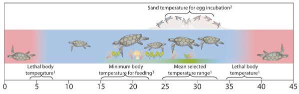 within a definite thermal range 79,91,120 (Figure 15.3). In this section we assess the vulnerability of marine reptiles to increases in air and sea surface temperatures by 2050 of 1.9 to 2.6 C and 1.
