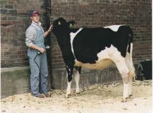 Clipping Guide Introduction A month to six weeks before the show you should already have begun walking and handling the calf. This will give her confidence and make clipping a lot easier.