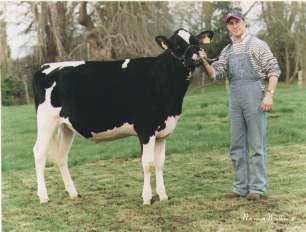! Your calf has now been fully clipped ready for the show ring and is consequently showing more cleanness of bone,