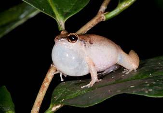 Male Lesser Antillean Frogs (Eleutherodactylus johnstonei) calling at night in Colombier, St. Martin. Cuban Flathead Frog (Eleutherodactylus planirostris) captured at Emilio Wilson Park near St.