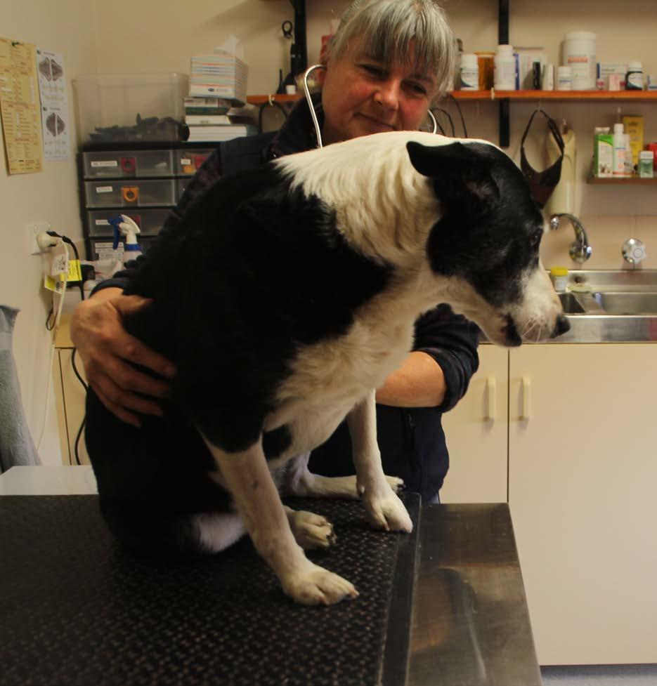 Animals that come into the vet The animals that Brigit Pitman deals with are working animals and pets so it is called a mixed practice because they treat large and small animals.
