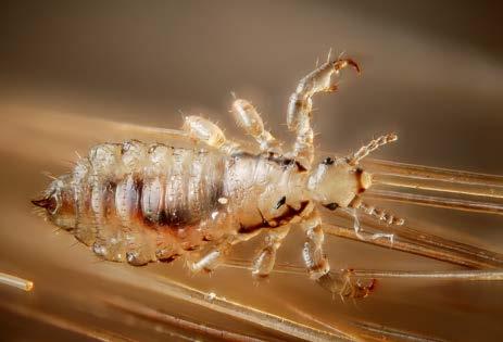 external parasites, such as flies, ticks, fleas, lice and mites.