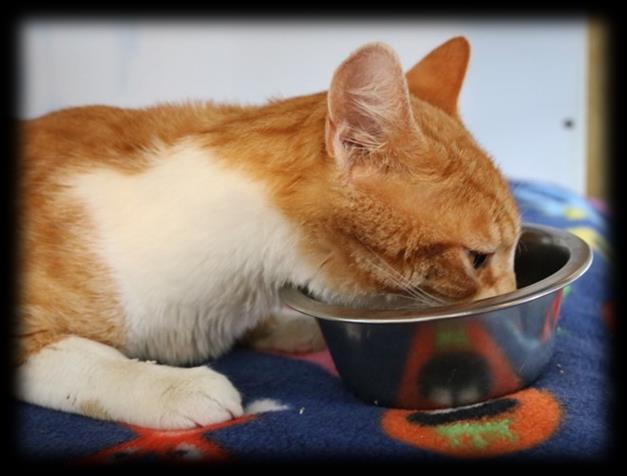 What Should I Feed My Cat? Wet Food By Jeanne Spencer, Shelter Manager and Board Member So on to canned or wet food. Dr.