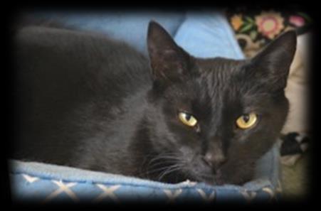 in 2014 Pretty Girl Age: 4 Entered Shelter in 2014 Shadow Age: 4 Entered Shelter in 2014 Smokey Age: 17