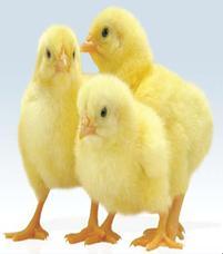 Please note also that the prices of day old chick may differ depending on a number of factors such as the distance and the source supplying the day old chicks, the