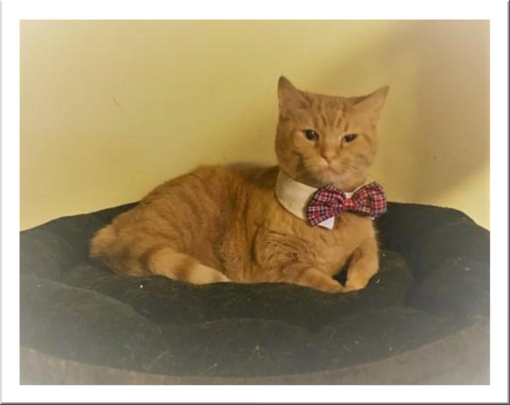 Share with your friends, lets give Marty a second chance! Marty came to us along with another cat a while back. Marty and the other cat were left behind inside an apartment when their owner moved.