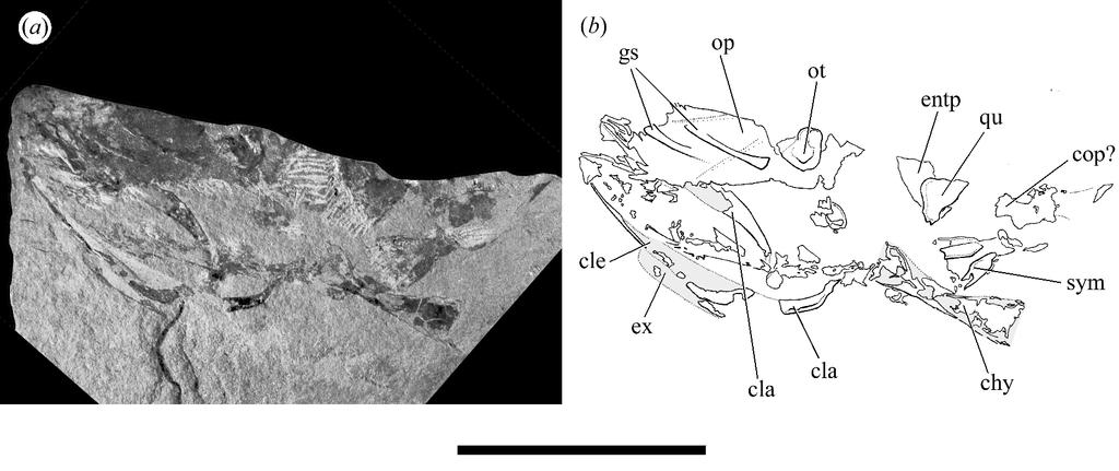 Figure A2. Holopterygius nudus Jessen (P 7789b), latest Givetian-earliest Frasnian, Bergisch-Gladbach, Germany.