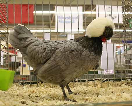 THE POLANDS A class of 70 entered birds, 4 being absent, by 9 breeders from Germany and the Netherlands.