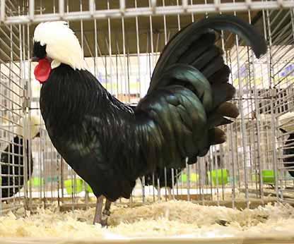 Black Only Dutch birds were entered. Best was an outstanding pullet with 96 points by Dick Nijland, also gaining Third Best Overall.