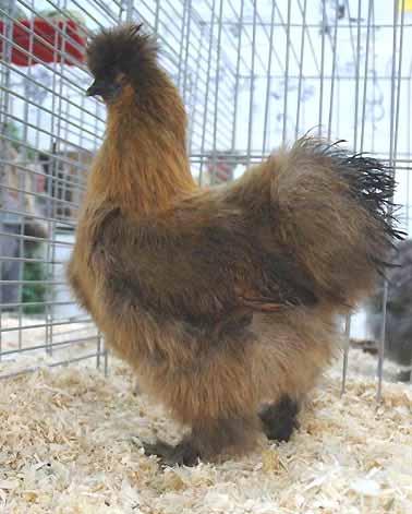 THE BIRDS 189 large Silkies and 128 Silkie bantams from 37 breeders, together with 71 Polands and 39 Bearded Polands from 13 breeders, making a total of 422 crested chickens; the largest number that
