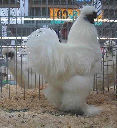 14 Chickens were classified as insufficient with zero points, and also 14 were awarded 97 points the highest ranking: 5 of them Silkies, 6 Silkie bantams; 2 Polands and 1 Bearded Poland.