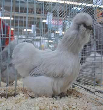 Lavender 4 breeders entered 16 chickens in this colour. The quality was not that good.