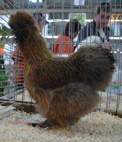 Breeders Club (and of his parents!) This bird a cockerel- gained 96 points, same as the pullet from Honny Kruithof.