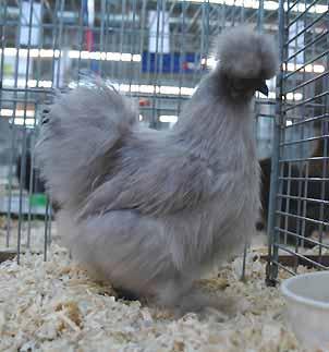 Lavender As backyard poultry the lavender Silkie bantams are very popular, but at the Shows they are not! Often they are larger than wanted.