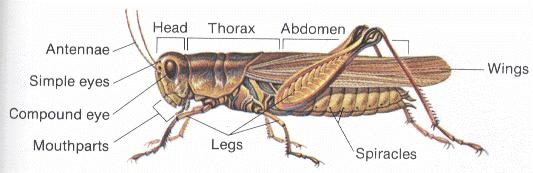 Grasshopper Dissection External Observation Locate the head, thorax, and abdomen. Observe the head.