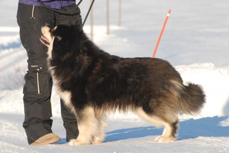 to match each other There are lots of Finnish Lapphunds with an