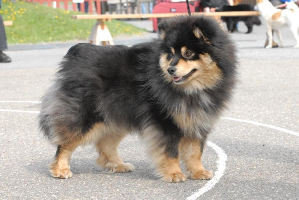 Finnish Lapphund should not be too polished and