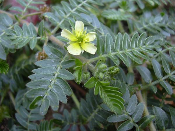 The seeds above are seeds of a plant called Caltrop, in the genus Tribulus.