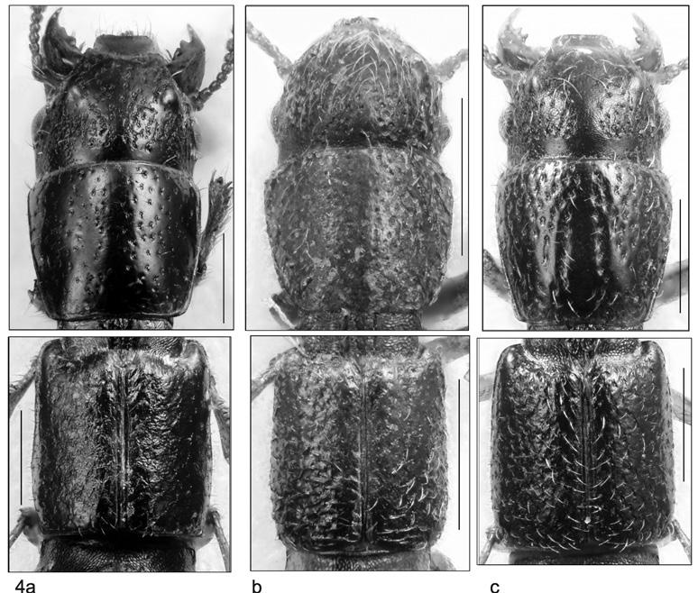 IRMLER: Three new species of Molosoma from French Guiana (STAPHYLINIDAE) 143 slightly wider near posterior angles; in dorsal aspect, visible in posterior two thirds; setiferous punctation coarse;