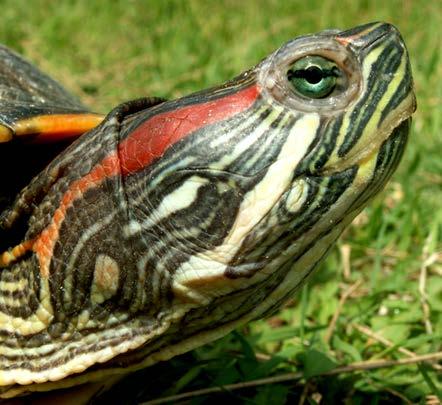invasive freshwater turtles, trade and abandonment of pets in nature, the transmission of