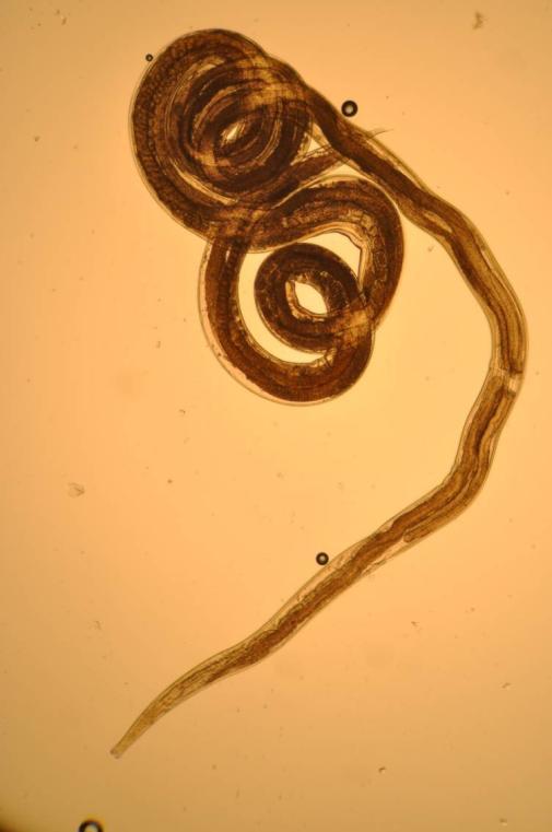 Anthelmintic resistance When worm populations survive a correctlyapplied, standard dose of anthelmintic GENETIC - resistant worms produce resistant offspring A