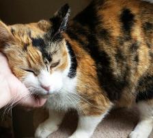 2 Mimosa s Story: It Takes a Village A cat with many names and many caregivers By Nicola Macfarlane and Sophia Matgen Mimosa s journey from the streets to a forever home took over three years, and