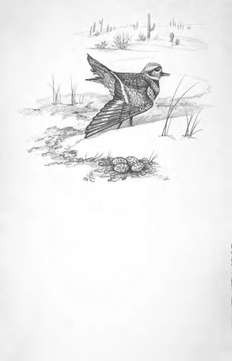 A killdeer! To keep her eggs safe, the killdeer pretends she broke her wing.
