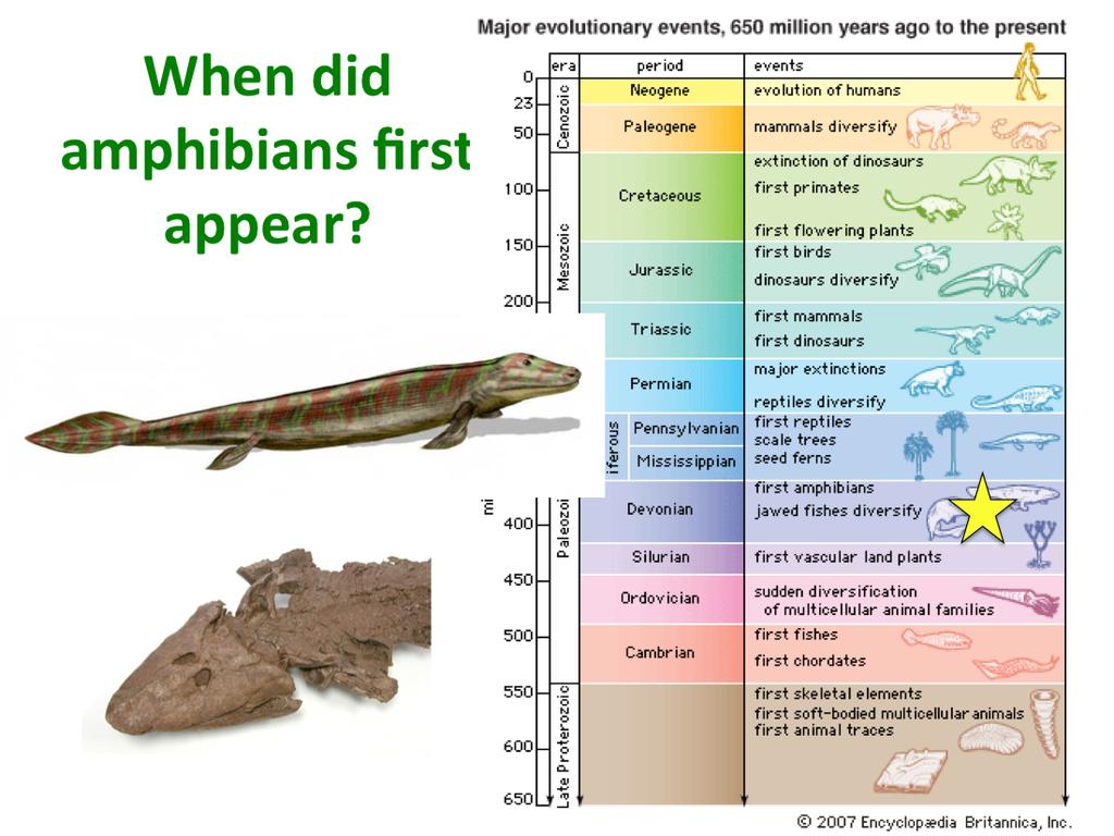 The first ques,on we are interested in answering is- when did amphibians first appear?? Let s look at the fossil record to answer this ques,on.