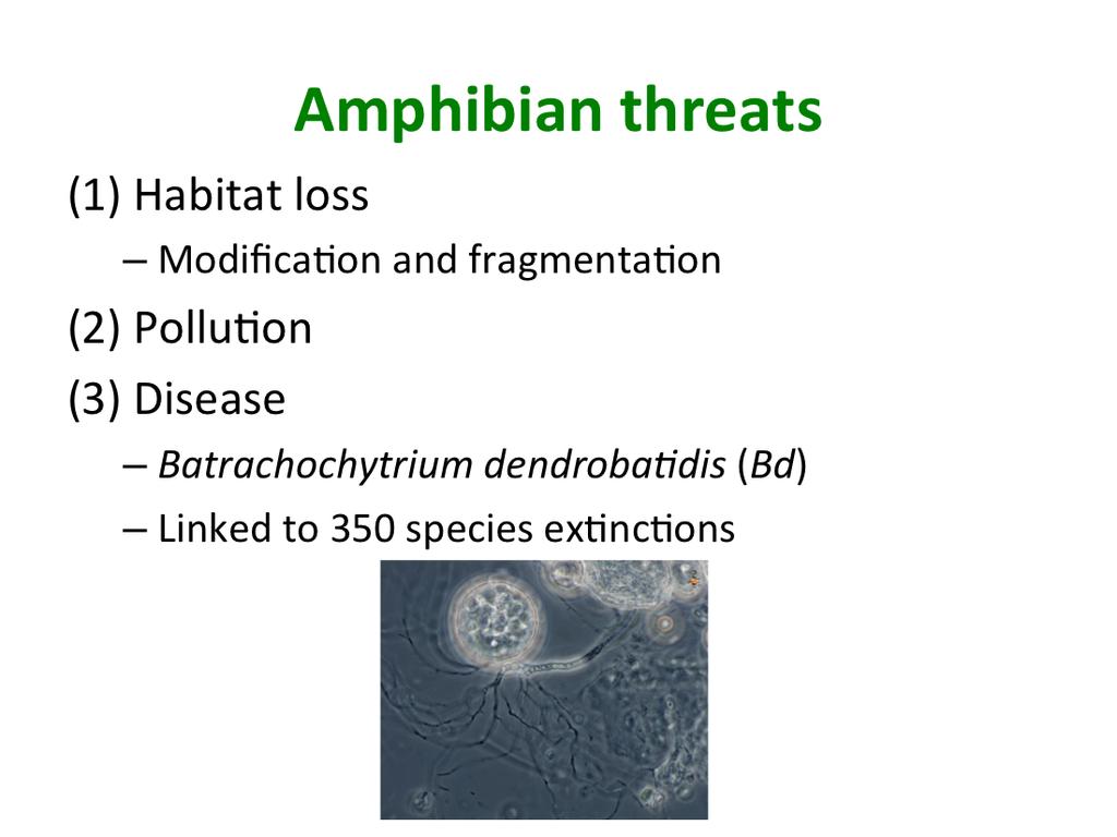 And the third largest threat to amphibians is disease- par,cularly the Batrachochytrium dendroba1dis- which I will just call Bd It has been linked to over 350 species ex,nc,ons, and