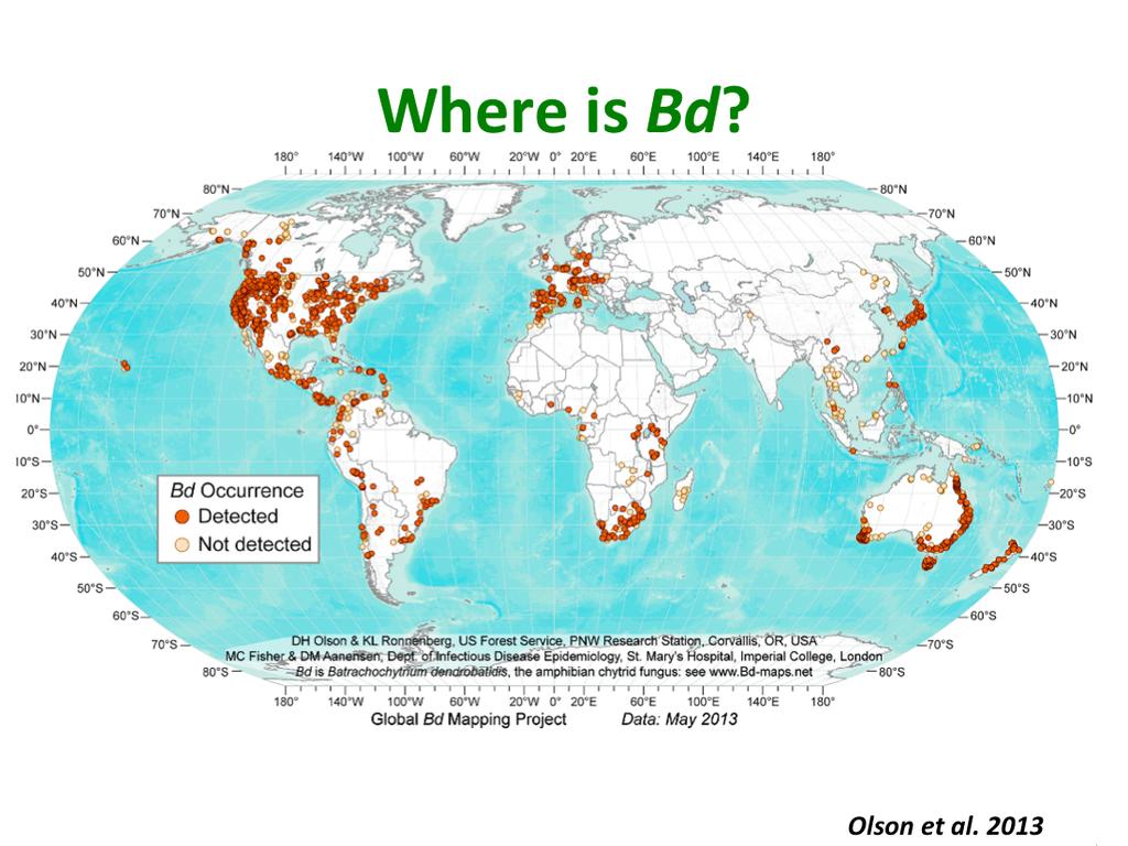 So where is Bd? This is a map of the world- and the red pins are infected sites, white pins are exact locali,es of not infected sites, and blue pins are approximate locali,es of not infected sites.