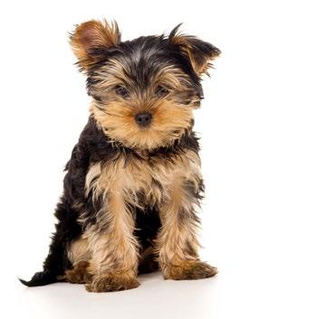KEEP YOUR PUPPY HEALTHY FOR LESS with our PUPPY BASIC PLAN Monthly Payment: $34.