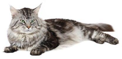 KEEP YOUR SENIOR CAT HEALTHY FOR LESS with our FELINE SPECIAL CARE PLAN Monthly Payment: $36.
