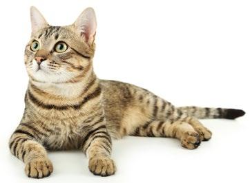 KEEP YOUR CAT HEALTHY FOR LESS with our FELINE ACTIVE PREVENTION PLAN Monthly Payment: $29.