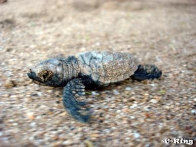 ~Nest Watch for Hatchlings Description: HWF leads constant vigils of each hawksbill nest right before and during the hatching period.